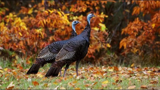Two Turkeys Fall