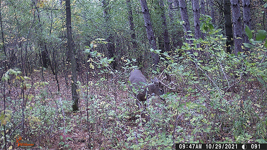 All about antlers deer alone in woods