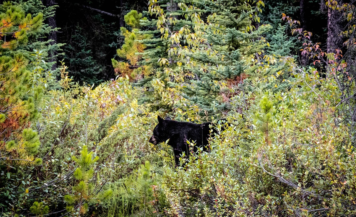 Black Bear