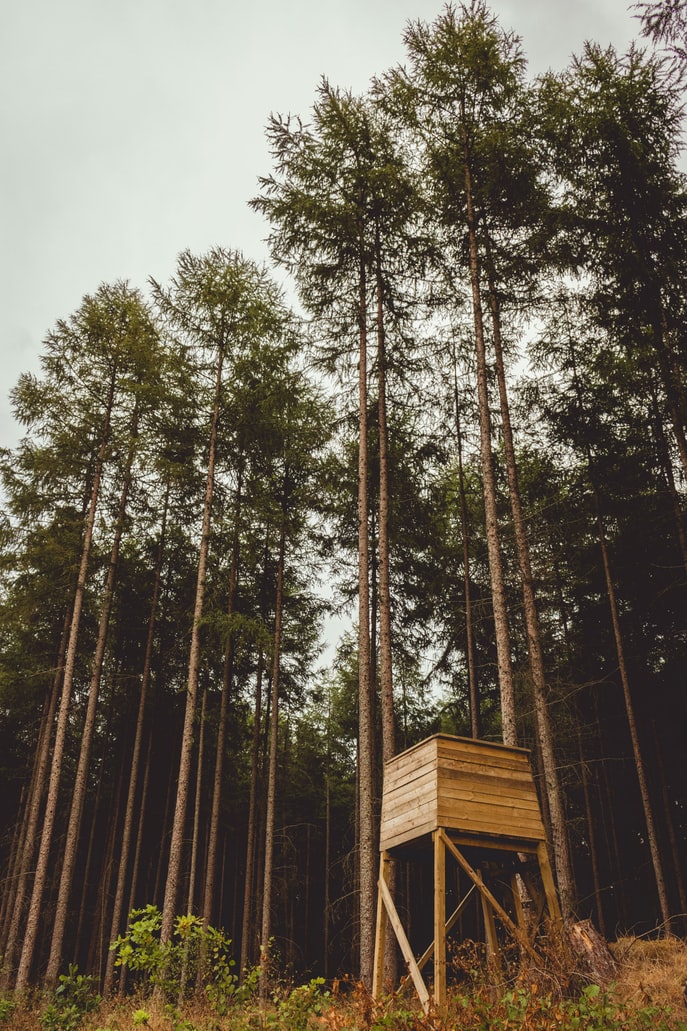 Deer stand on tree line