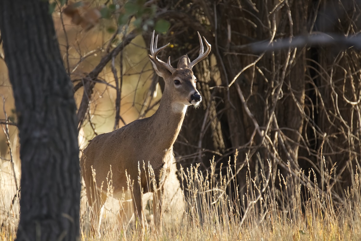 Deer in woods - Trail Camera setup