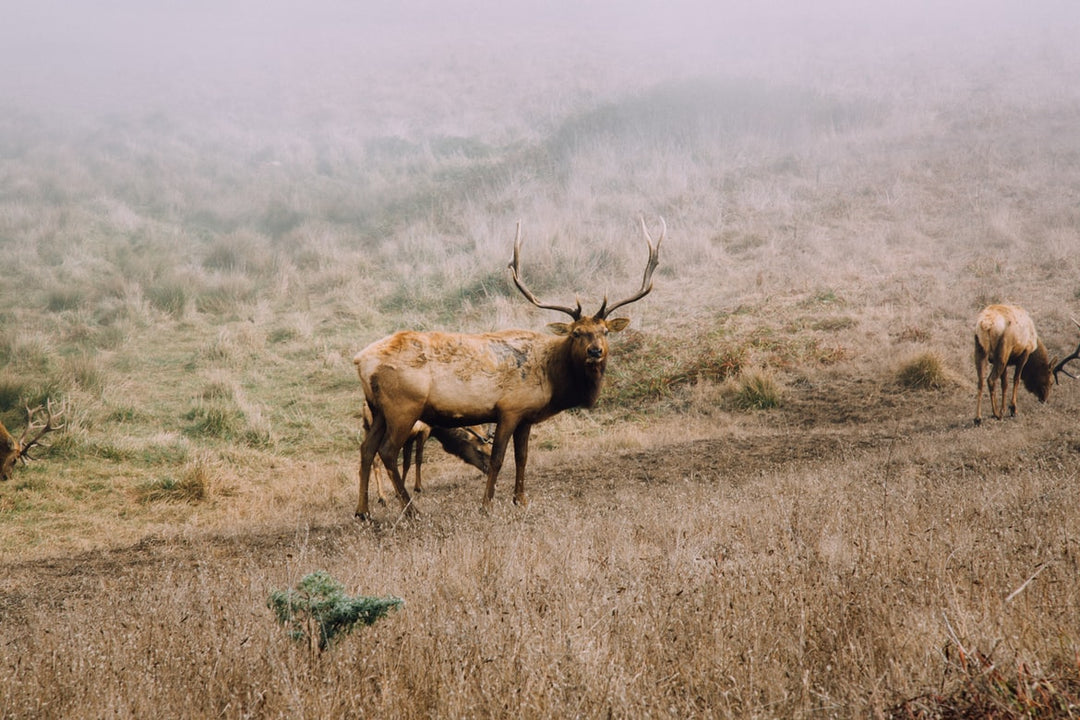 Elk in wild - best clothing for an Elk Hunt