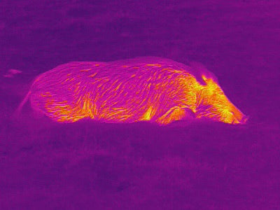 Boar thermal vision Reticle