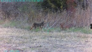 night hunt coyotes behaviors