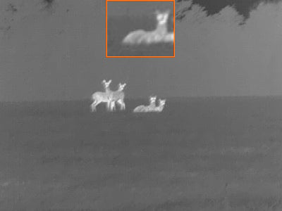 night vision view of multiple deer in field