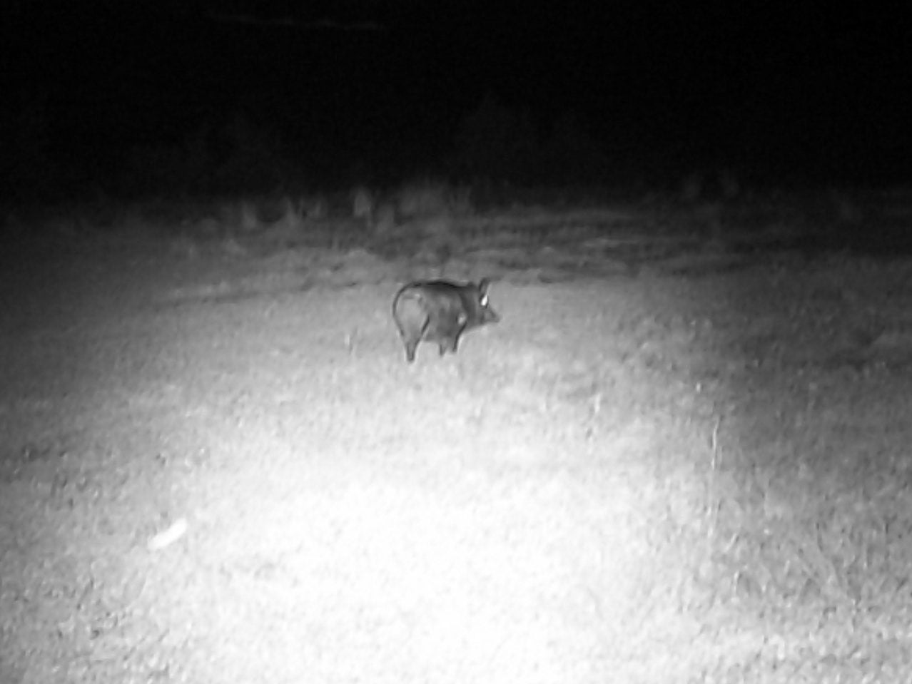 night vision view of pig